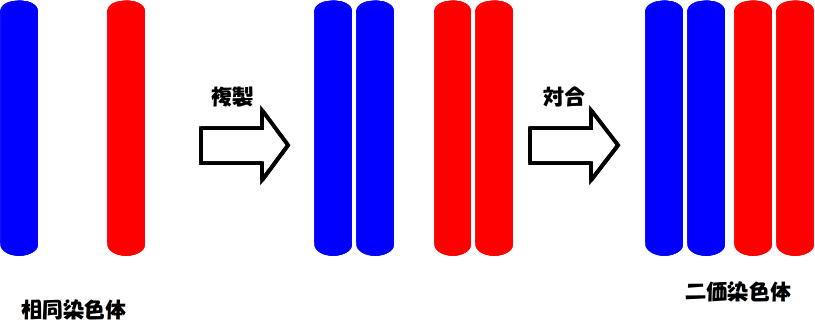 染色体の定義