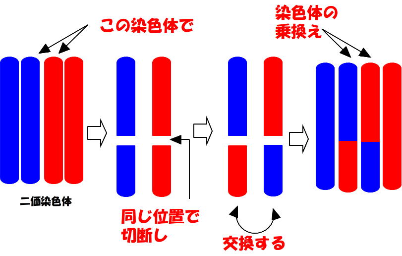 染色体の定義