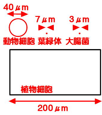 下の四角が植物細胞 タマネギの表皮細胞 だとすると 動物細胞 ヒトの口腔上皮細胞 と細菌 大腸菌 および葉緑体はだいたいどれくらいの大きさになるか 図示せよ だいたいこのくらい 葉緑体と大腸菌は大きさの区別がつかないが だいたい